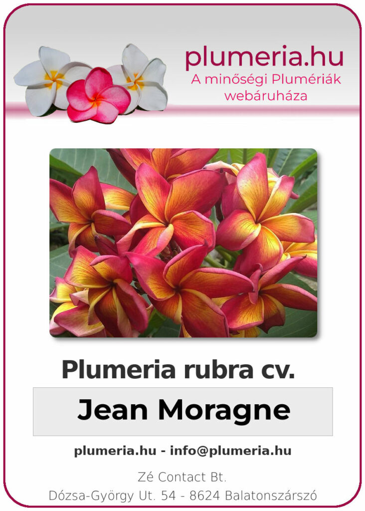 Plumeria rubra "Jean Moragne"