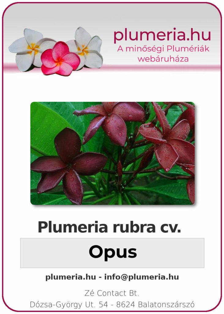 Plumeria rubra "Opus"