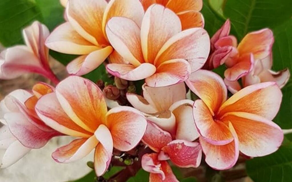 Plumeria rubra "Poutpourry"