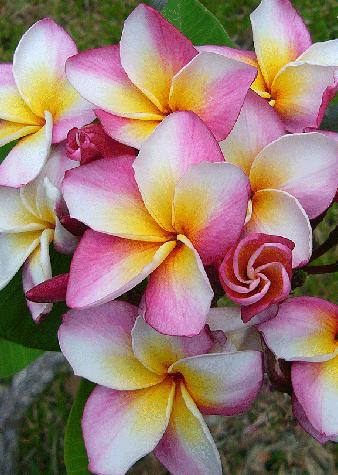 Plumeria rubra "Rhonda"