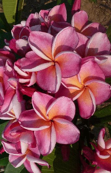 Plumeria rubra "Serenade"