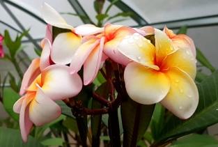 Plumeria rubra "Sun Splash"