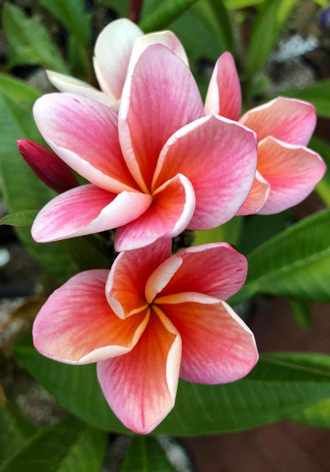 Plumeria rubra "Synchronicity"