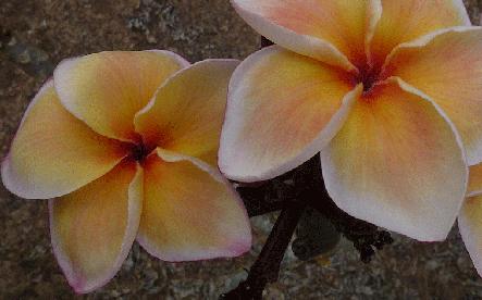Plumeria rubra "Yellow Gina"