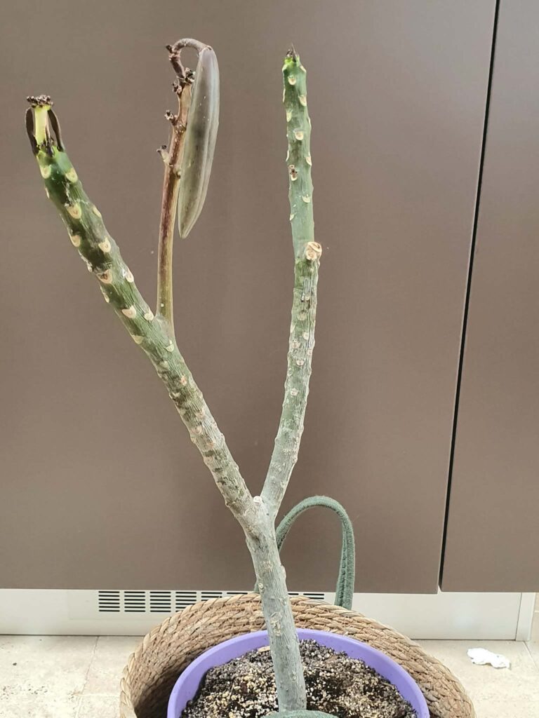 Plumeria rubra „Chablis”