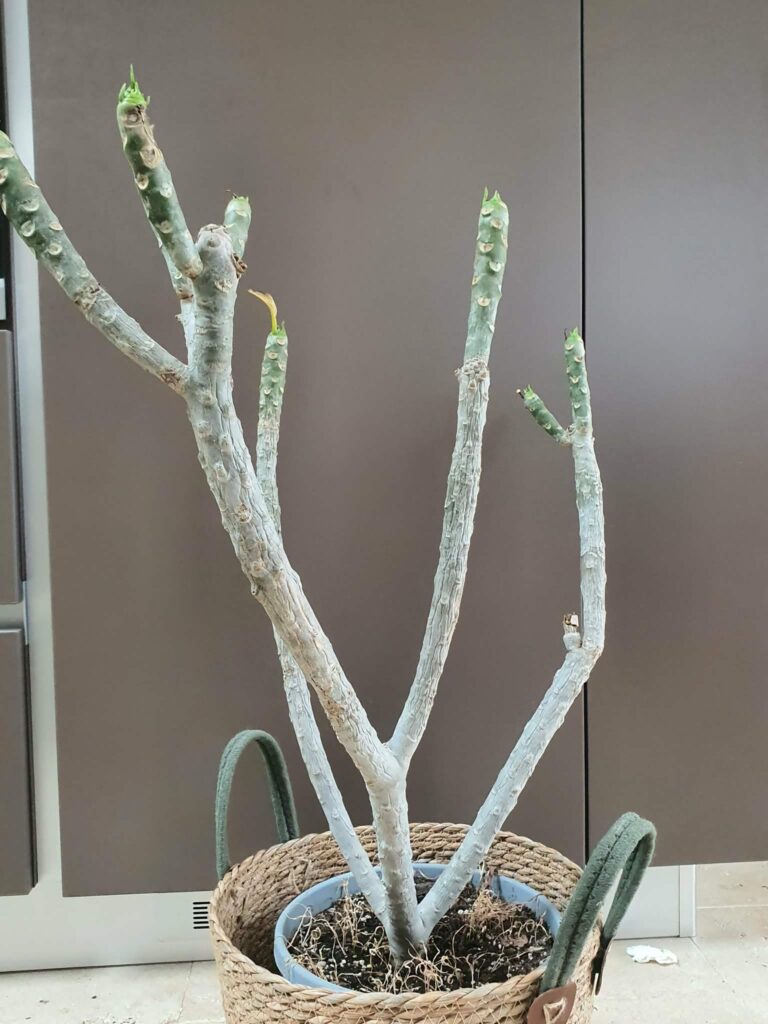 Plumeria rubra „Pizzazz”