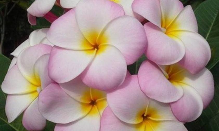 Plumeria rubra "Abigail"