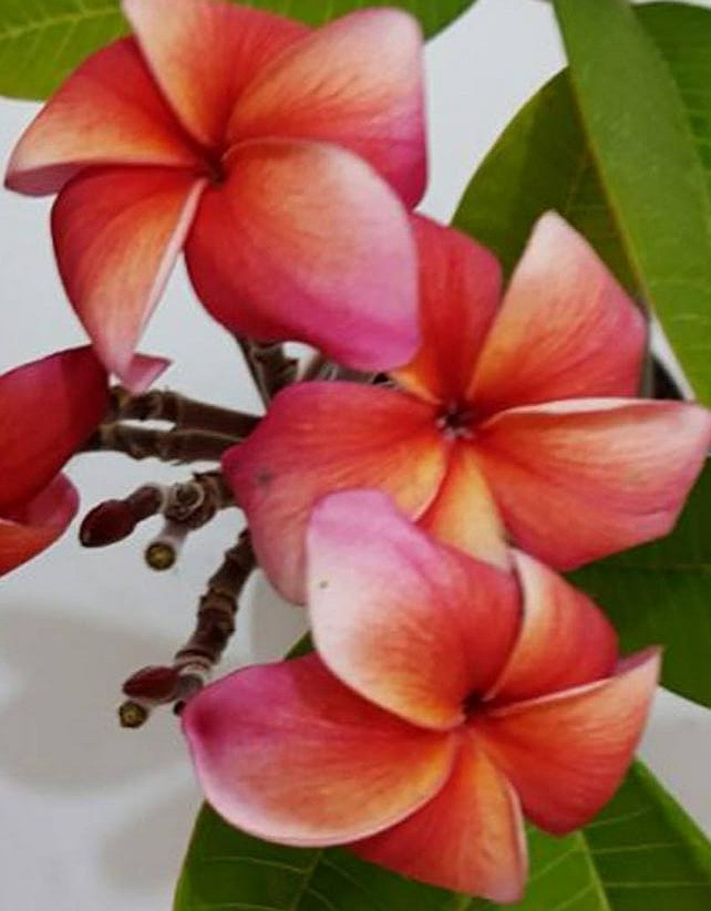 Plumeria rubra "Cabaret" - nagy növény