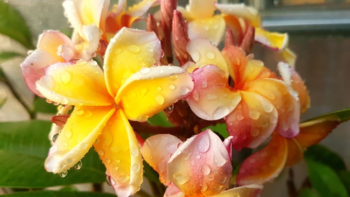 Plumeria rubra "California Sunset" - nagy növény