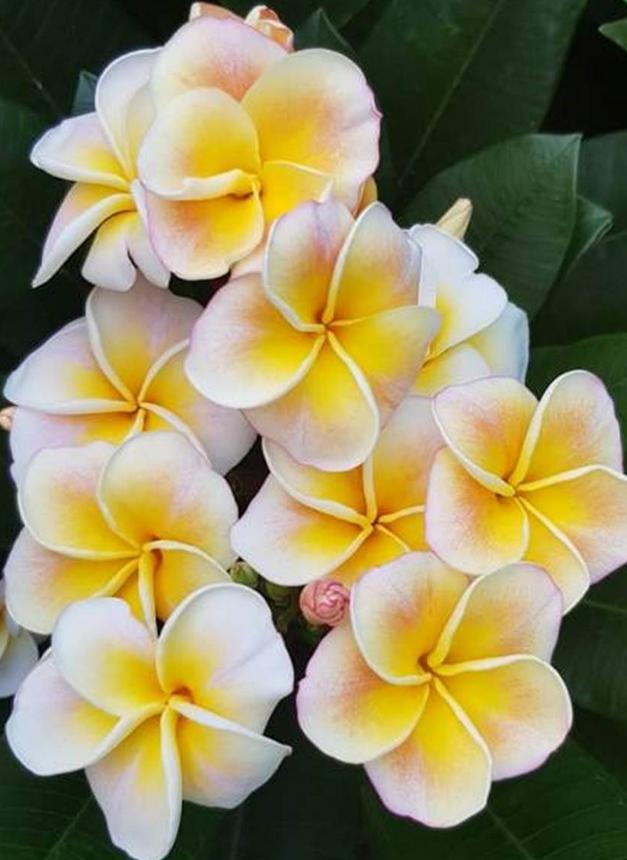 Plumeria rubra "Chablis" - nagy növény