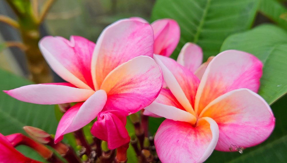Plumeria rubra "Divine" - nagy növény