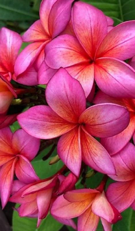 Plumeria rubra "Epic" - nagy növény