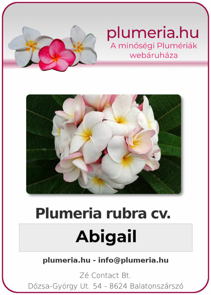 Plumeria rubra "Abigail"