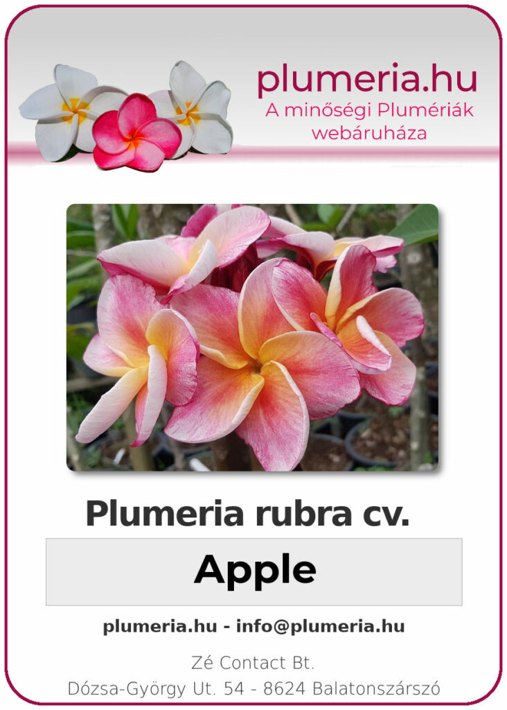 Plumeria rubra "Apple"