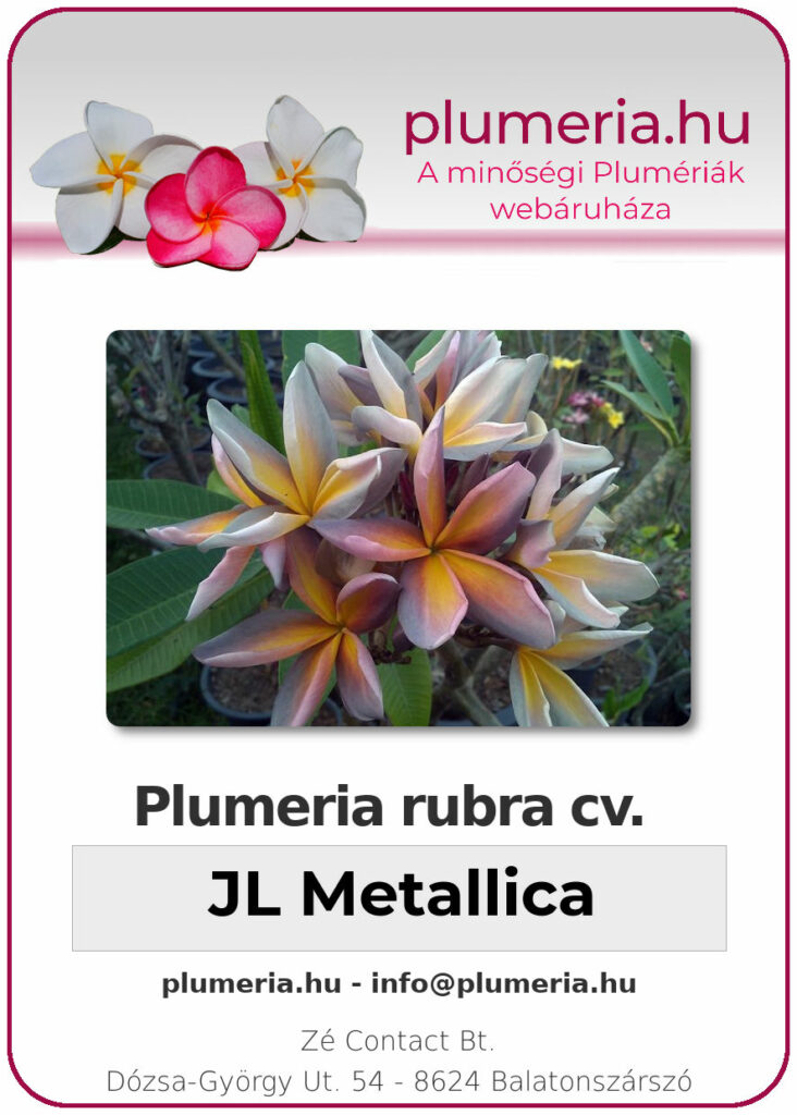 Plumeria rubra "JL Metallica"