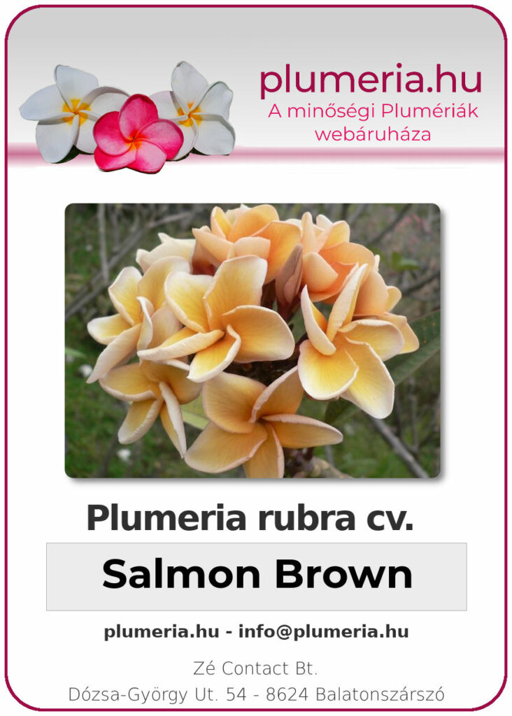 Plumeria rubra "Salmon Brown"