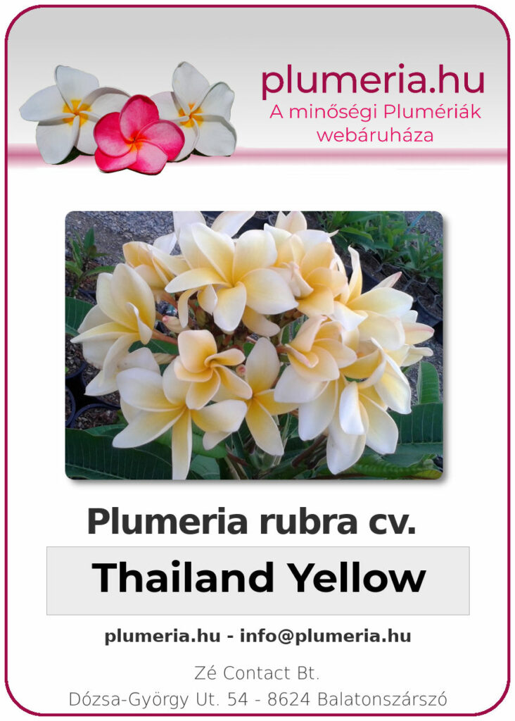 Plumeria rubra "Thailand Yellow"