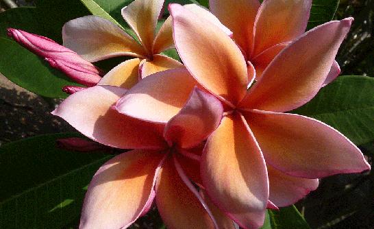 Plumeria rubra "Queen Amber" - nagy növény