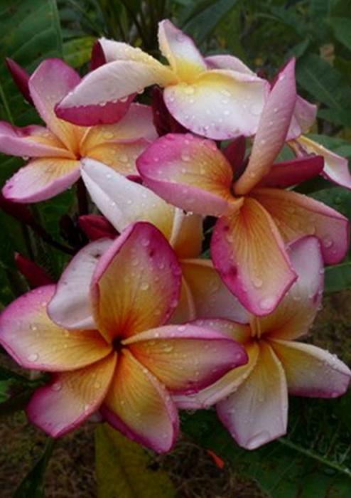 Plumeria rubra "Atlantis"