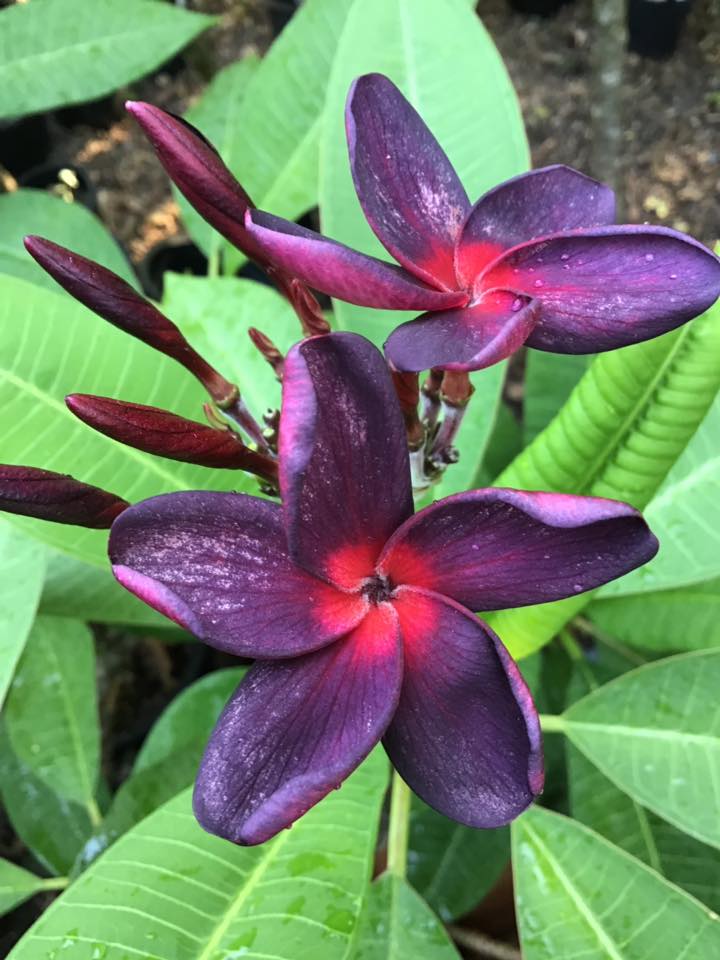 Plumeria rubra "Black Purple"