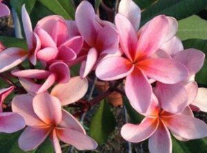 Plumeria rubra "Bronze Star"