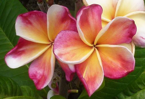 Plumeria rubra "Captivate" - nagy növény