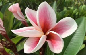 Plumeria rubra "Champagne Ice"