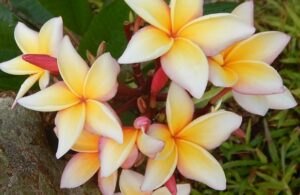 plumeria rubra "Chiang Mai Girl"