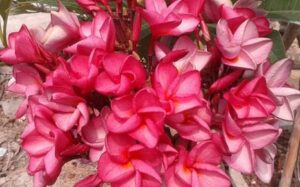 Plumeria rubra "Dwarf Watermelon"