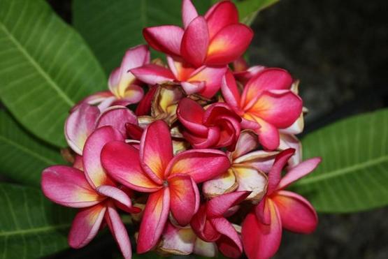 Plumeria rubra "Duke"