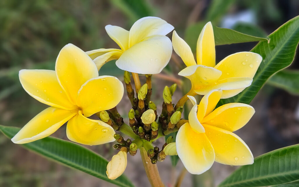Plumeria rubra "Egg Yolk"