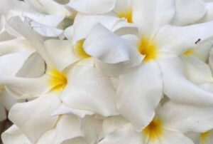 Plumeria "Elsa"