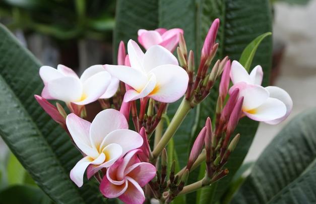 Plumeria rubra "Ever After"