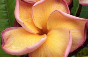 Plumeria rubra "Golden Pagoda"