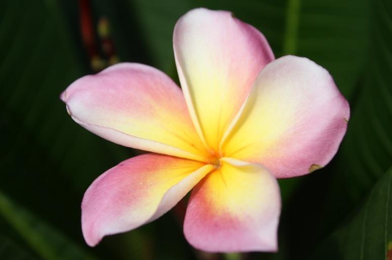 Plumeria rubra "Intense Rainbow"