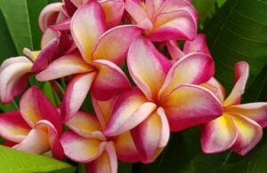 Plumeria rubra "Katie Moragne"