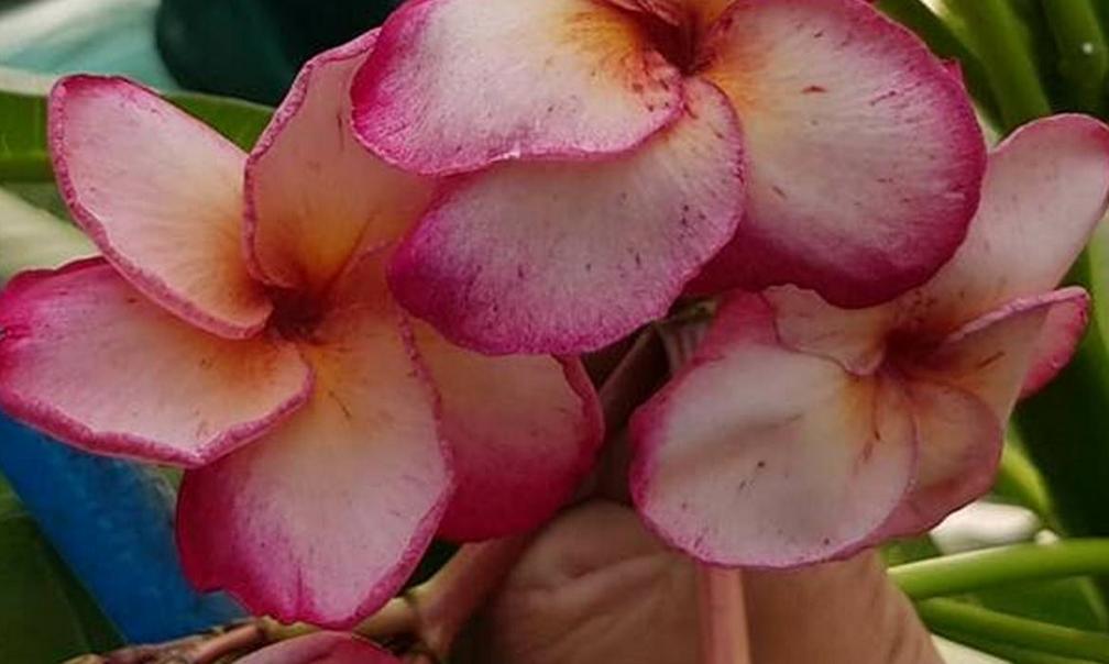 Plumeria rubra "Orange Delight"