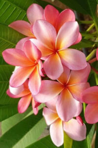 Plumeria rubra "Orange Punch"