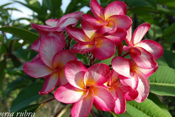 Plumeria rubra "Rimfire"