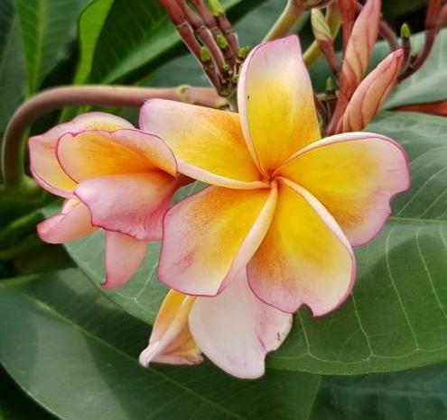 Plumeria rubra "Salmon Jack"