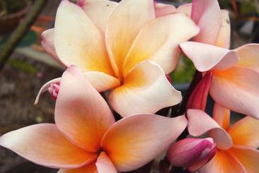 Plumeria rubra "Salmon Pink"