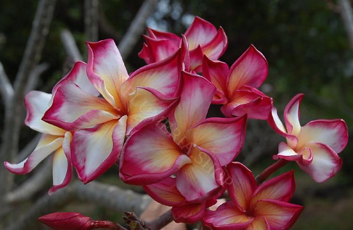 Plumeria rubra "Som Gradjan"