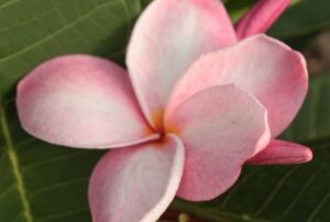 Plumeria rubra "Sweet Ness"