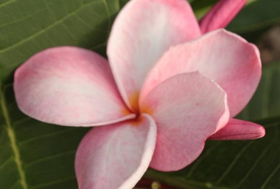 Plumeria rubra "Sweet Ness"