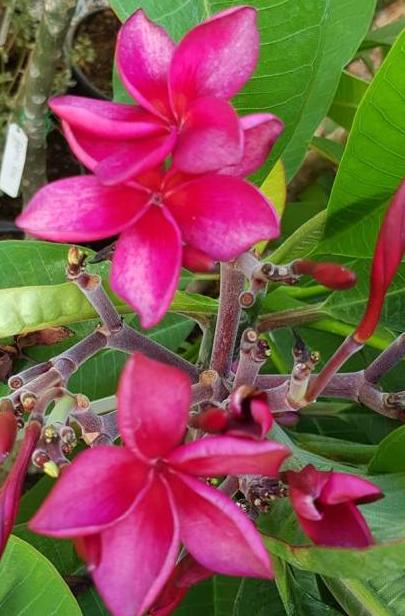 Plumeria rubra "Thai Silk"