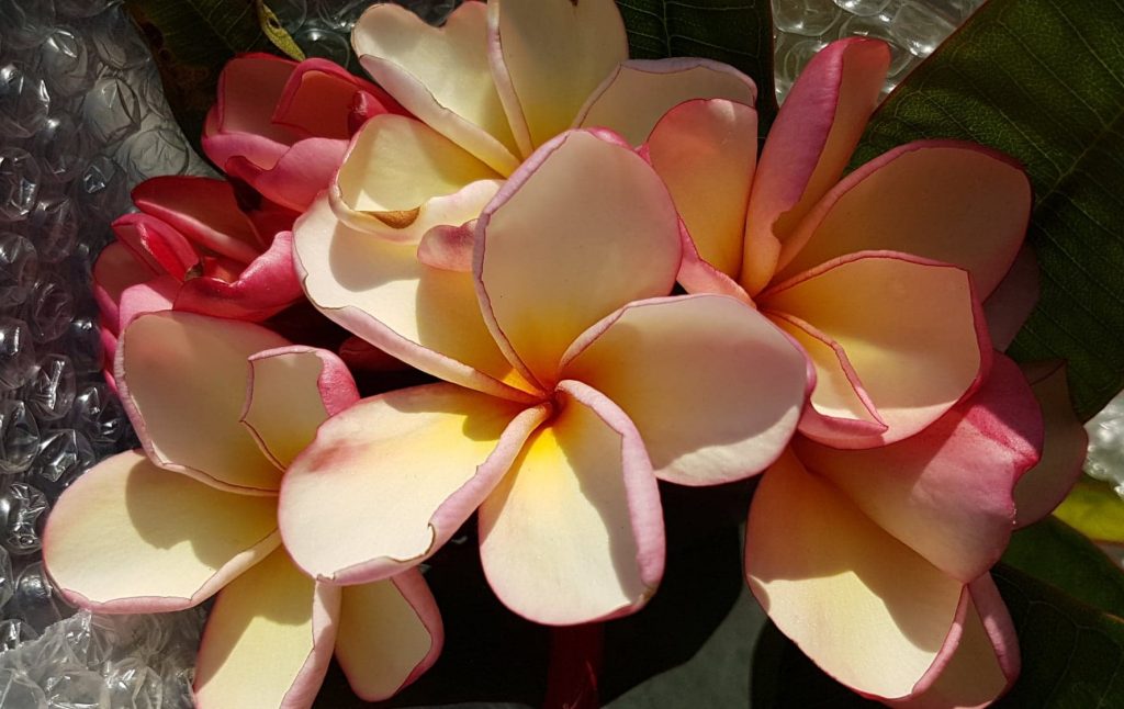 Plumeria rubra "Thai Jade" - nagy növény