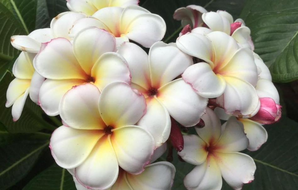 Plumeria rubra "Timeless Love"