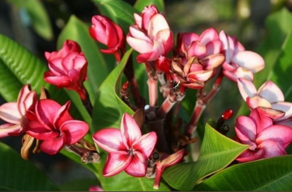 Plumeria rubra "Tornado"