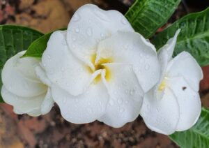 Plumeria rubra "White Pansy"