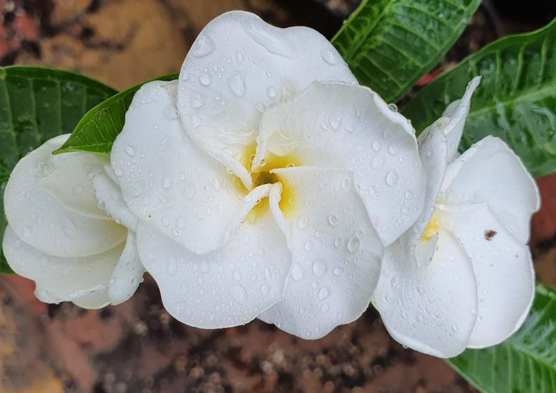 Plumeria rubra "White Pansy"